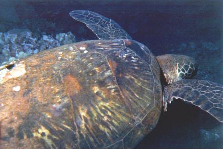 Maui Night Dive