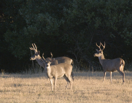 3_bucks_9973