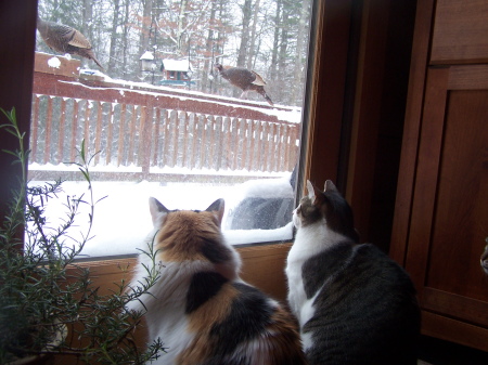 Cashmere, Snickers - watching turkeys