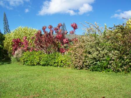 Back of yard