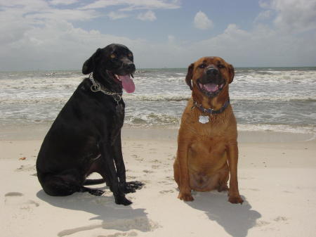 Dogs at the beach - Dauphin Island, Alabama