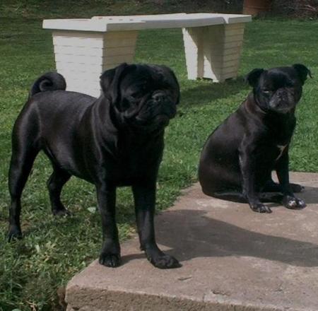 Molly and Maggie, my pugs.