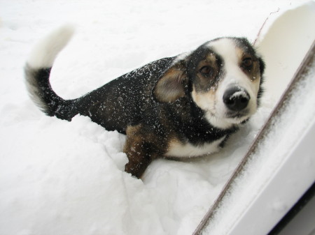 Snow dog #1