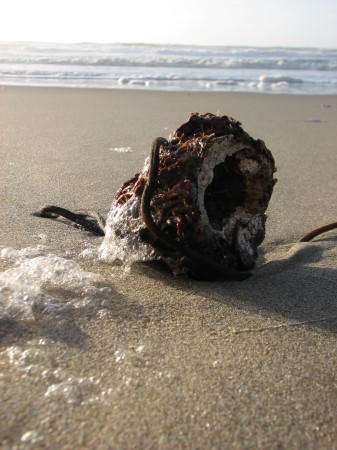 The Oregon Coast