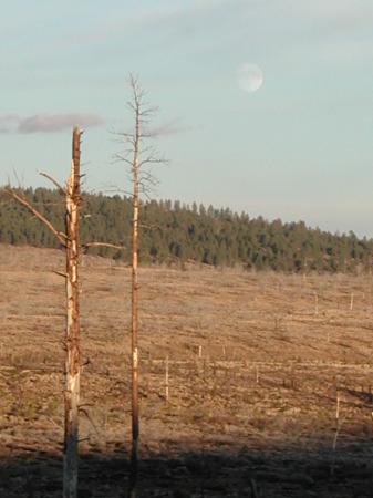 Elk camp