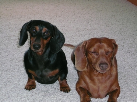 The Weenies; Millie and Cooper