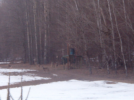 Deer. 021