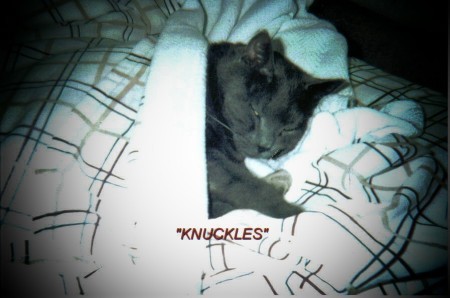 Knuckles (Our Cat)