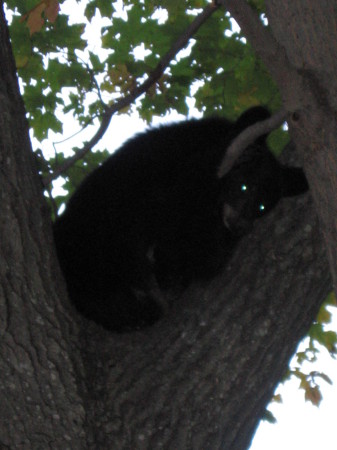 1 yr. old Black Bear in tree.