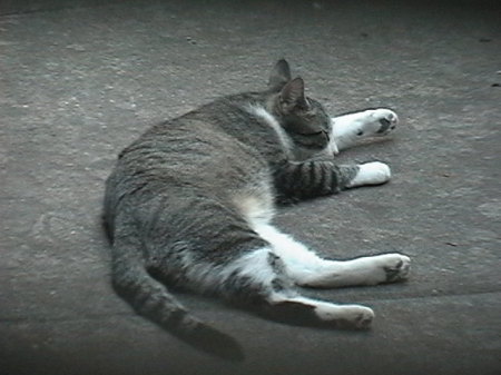 Roy Klein's album, My Outside Cats Album