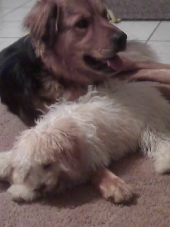 Our Dogs Reese and Snickers