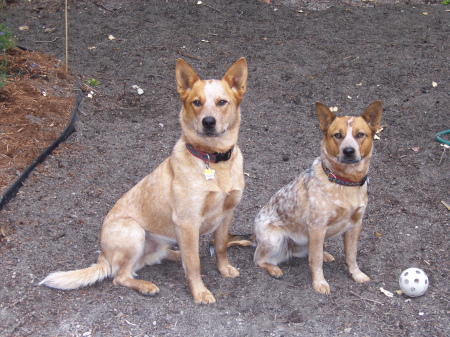 Our Red Cattle Dogs