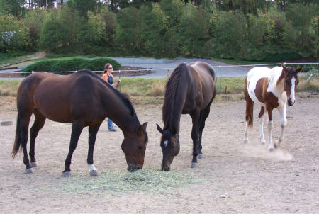 3 of our 4 horses