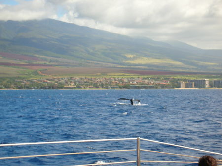 Whale tail in Hawaii