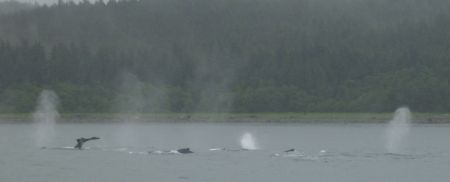 Juneau humpback whales