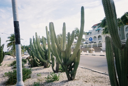 cactus in aruba