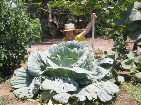 Patrick's 27 lb. Cabbage