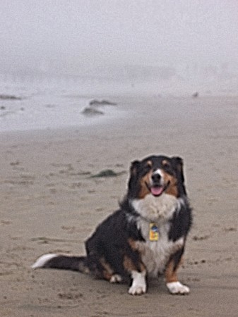 Cosmo in Cayucos