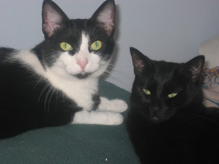 Daisy & Xena Warrior Princess, 2 of my cats