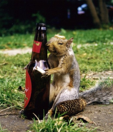 What's up the with the squirrel pictures?