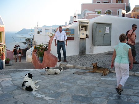 Santorini - town of Oia: dogs have it made there just kicking back!