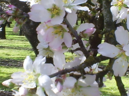 almond blossoms in the spring, near my home