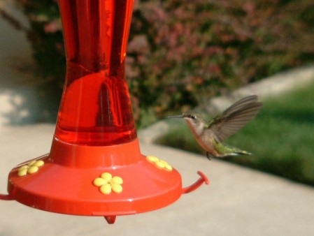 Hummer on the wing