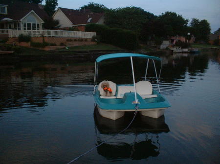 Pup on the lake!