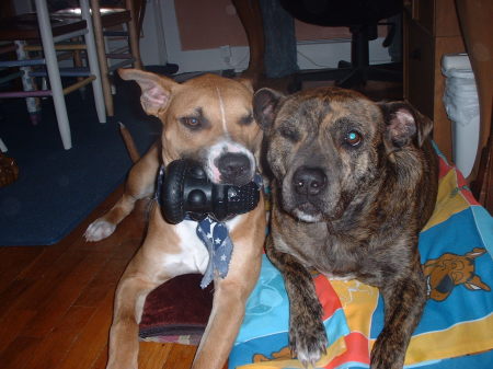 Our pits Rocky and Zeus