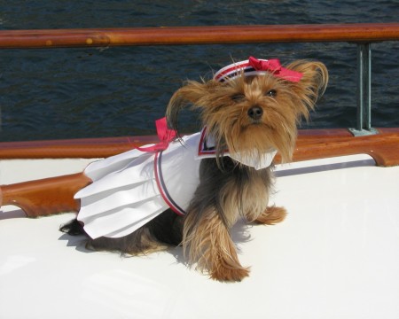 Our Yorkie, Bridget, in her Sailor Dress