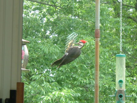 Pileated woodpecker