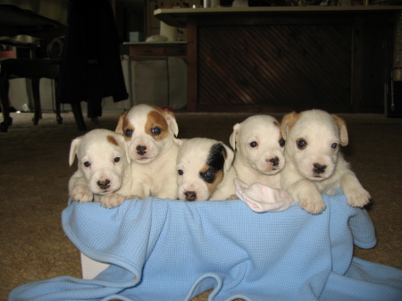 Litter of Jack Russell Terrier puppies.