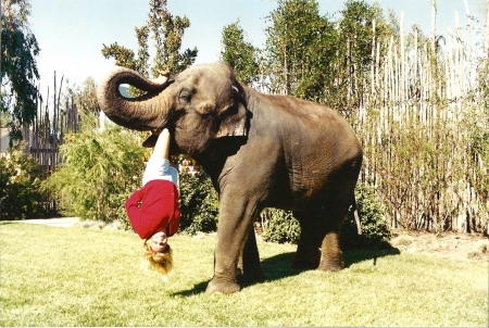 hanging elephant