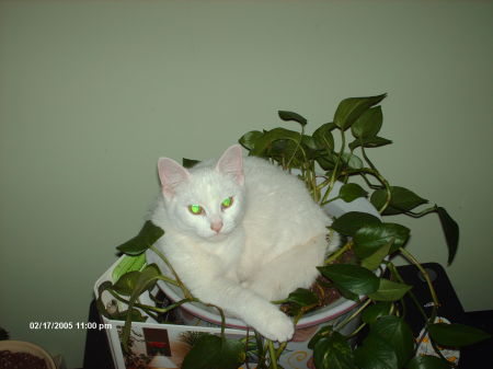 cotton our  plant cat lol