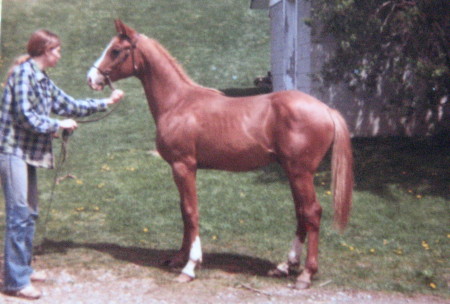 April, 1980 ~ 10 month old Arabian colt
