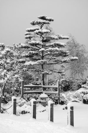 Snow on Black Pine