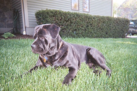 Santino (Tino), our first Cane Corso