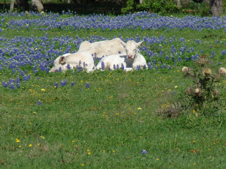 Texas in the Spring