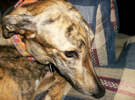 My adopted Greyhound from Florida