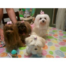 My puppies on Easter