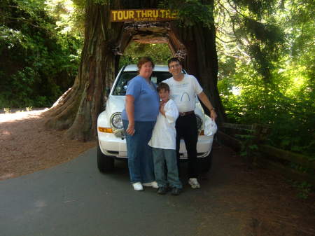 Drive through tree in Northern California