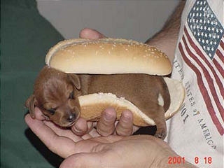 Something I always say, "HOT DOG!"