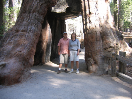 Redwoods in Yosemitee National Park