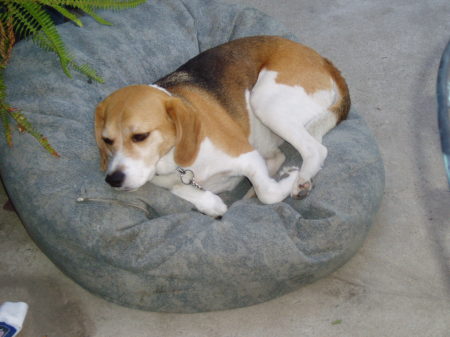 Our Vicious Beagle