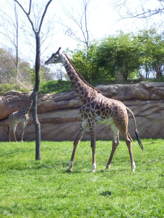 Giraffes at Nashville Zoo
