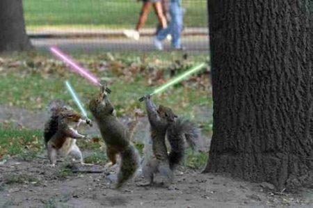 Jedi Squirrel Training