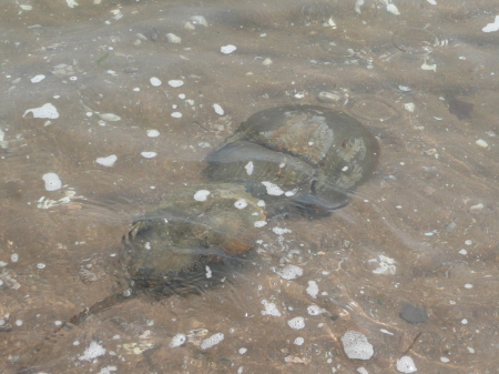 Horseshoe crabs