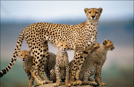 cheetah mom