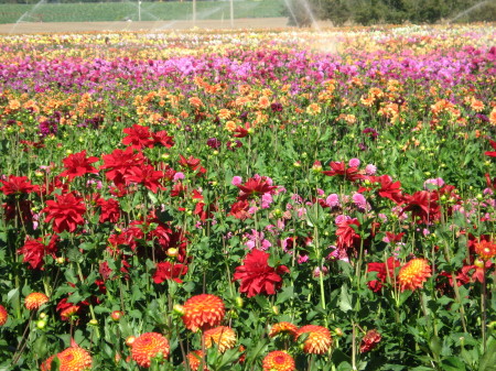 Swan Island Dahlia Farm, Canby OR