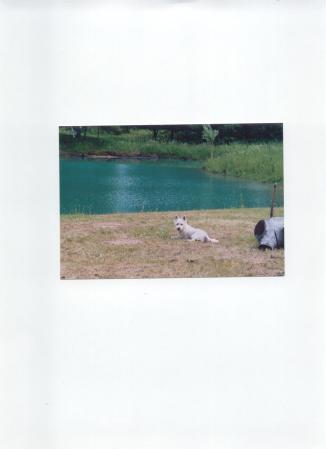 My pond and Suzy my dog.